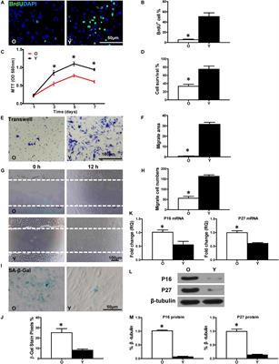 Down-Regulation of Lnc-CYP7A1-1 Rejuvenates Aged Human Mesenchymal Stem Cells to Improve Their Efficacy for Heart Repair Through SYNE1